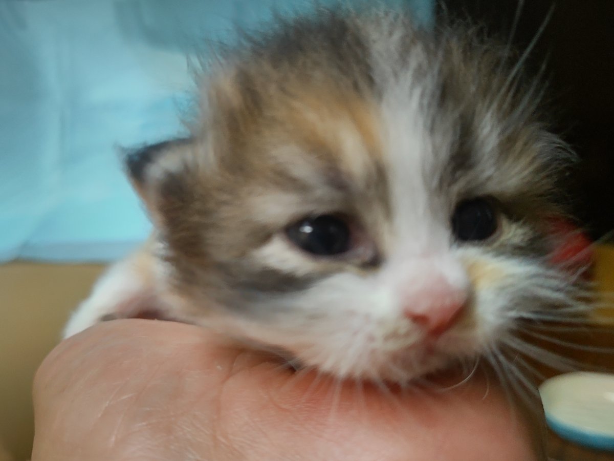 猫吉(にゃんきち) tweet media