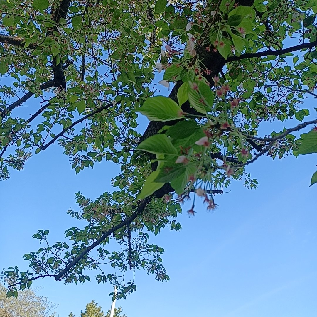 栃惣せんべい tweet media