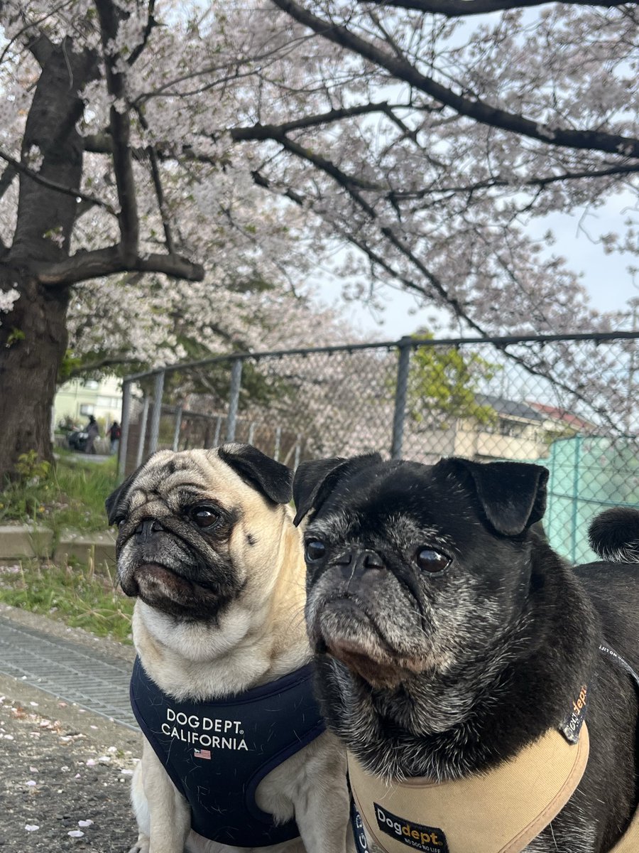 めーありぽこモフつぐほむすず🐶らは tweet media