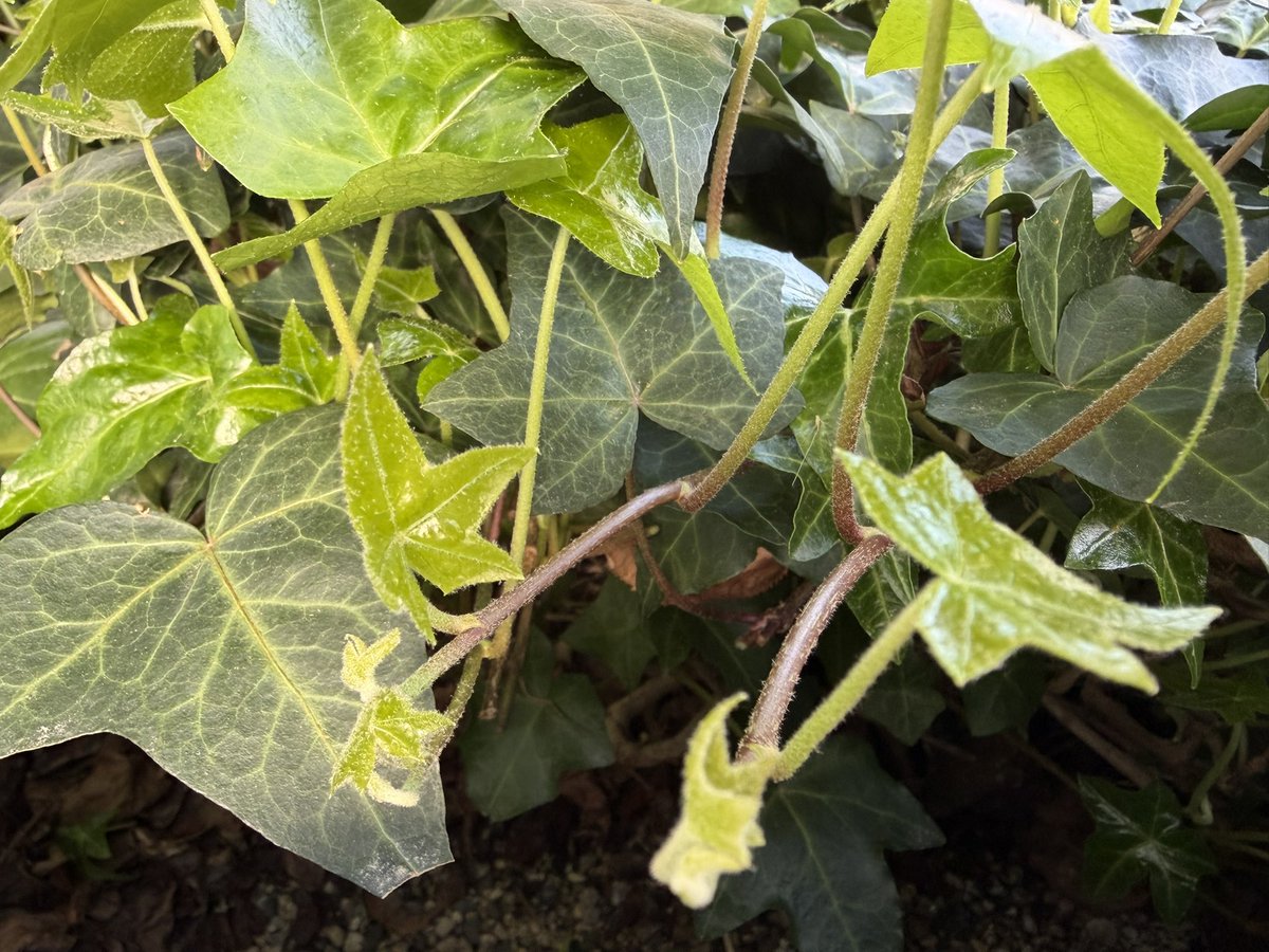 Shimashima tweet media