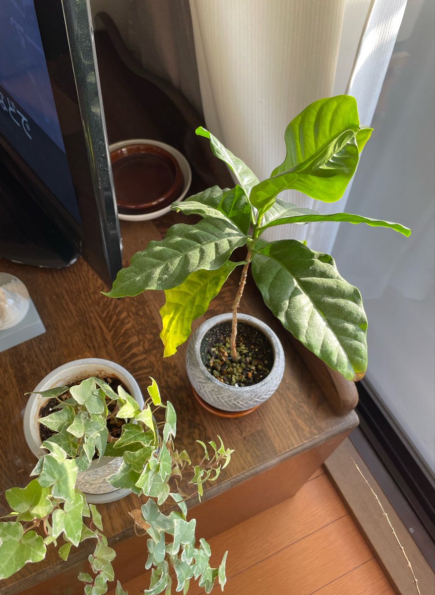 大和志保 tweet media