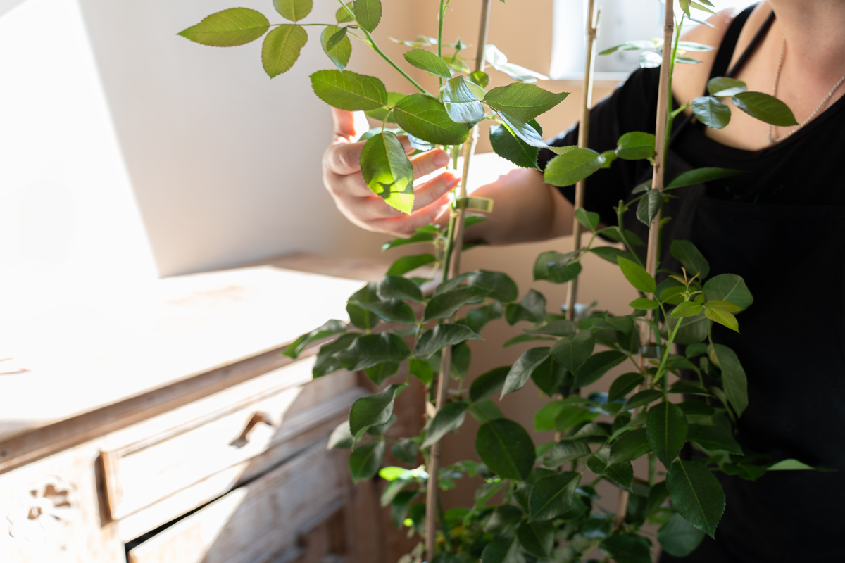 debreyne tweet media