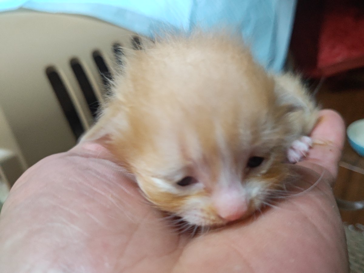 猫吉(にゃんきち) tweet media