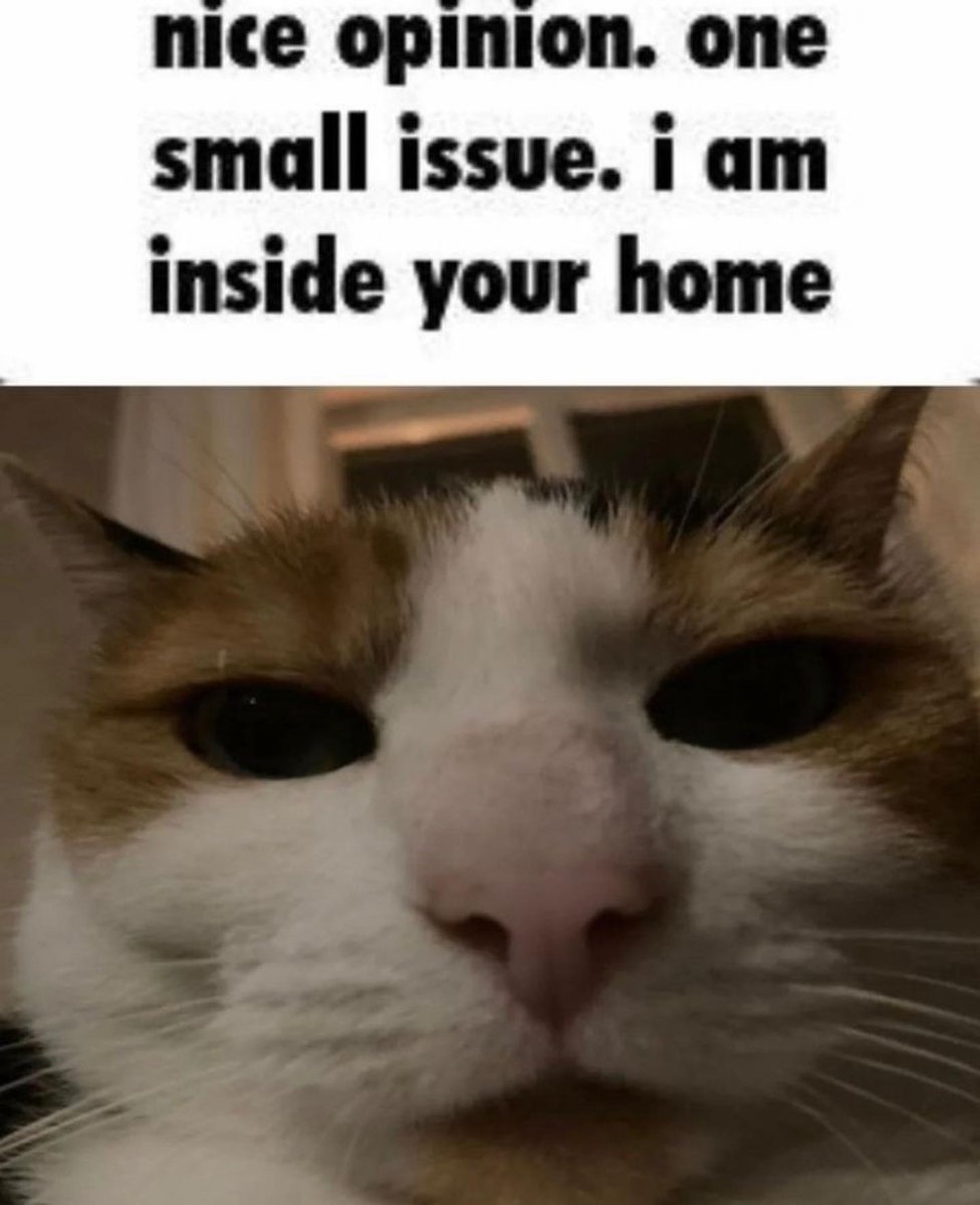 Punch Cat tweet media