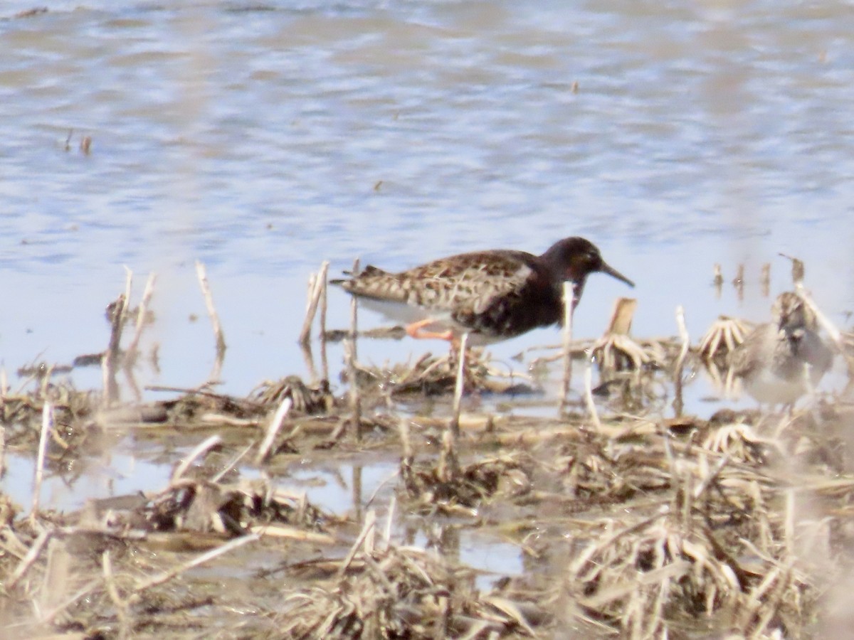 Rare Bird Alert tweet media