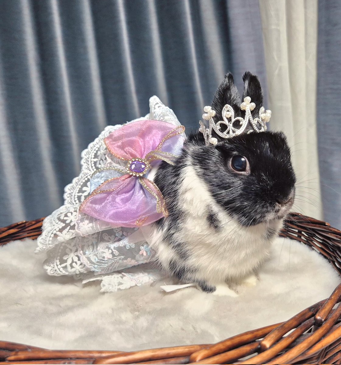 SpringwithI's tweet image. 공주 봄이 👑