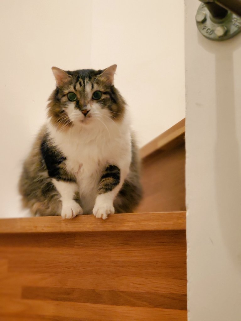 ねこのひと的な(chicory) tweet media