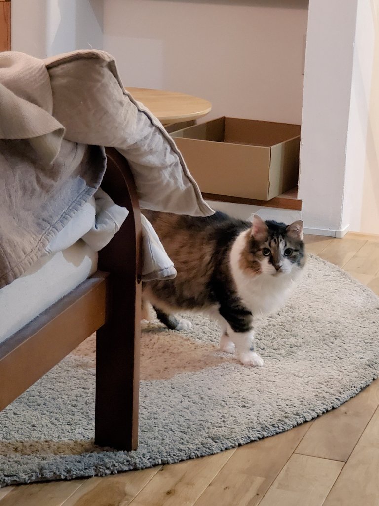 ねこのひと的な(chicory) tweet media