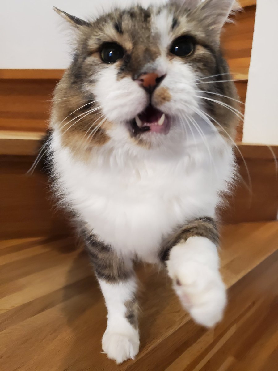 ねこのひと的な(chicory) tweet media