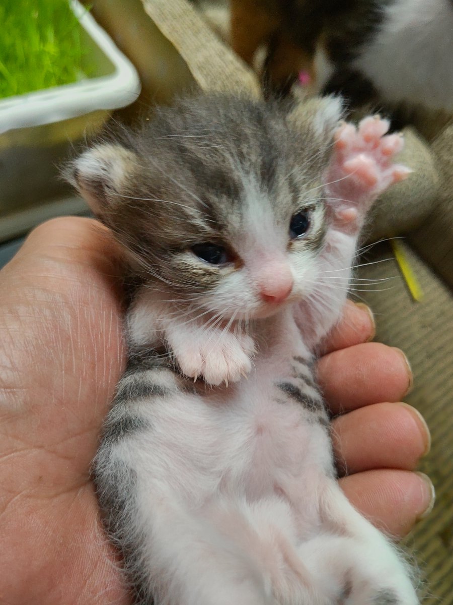 猫吉(にゃんきち) tweet media