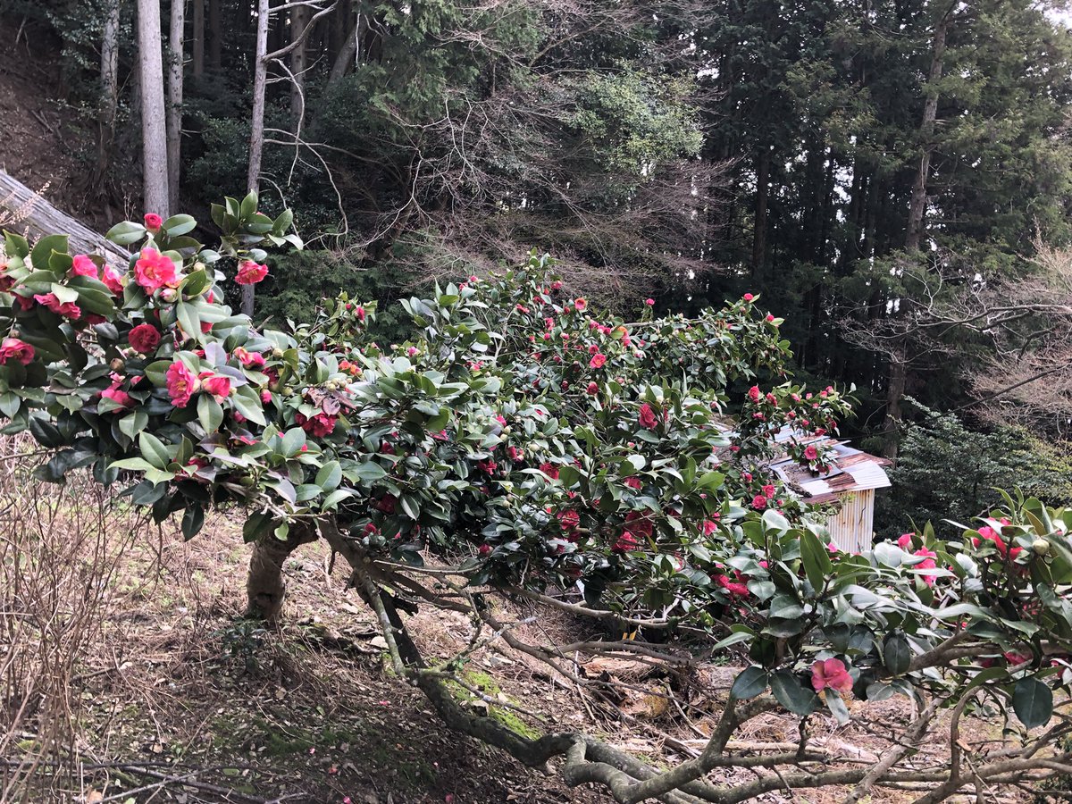 月輪寺【公式】 tweet media