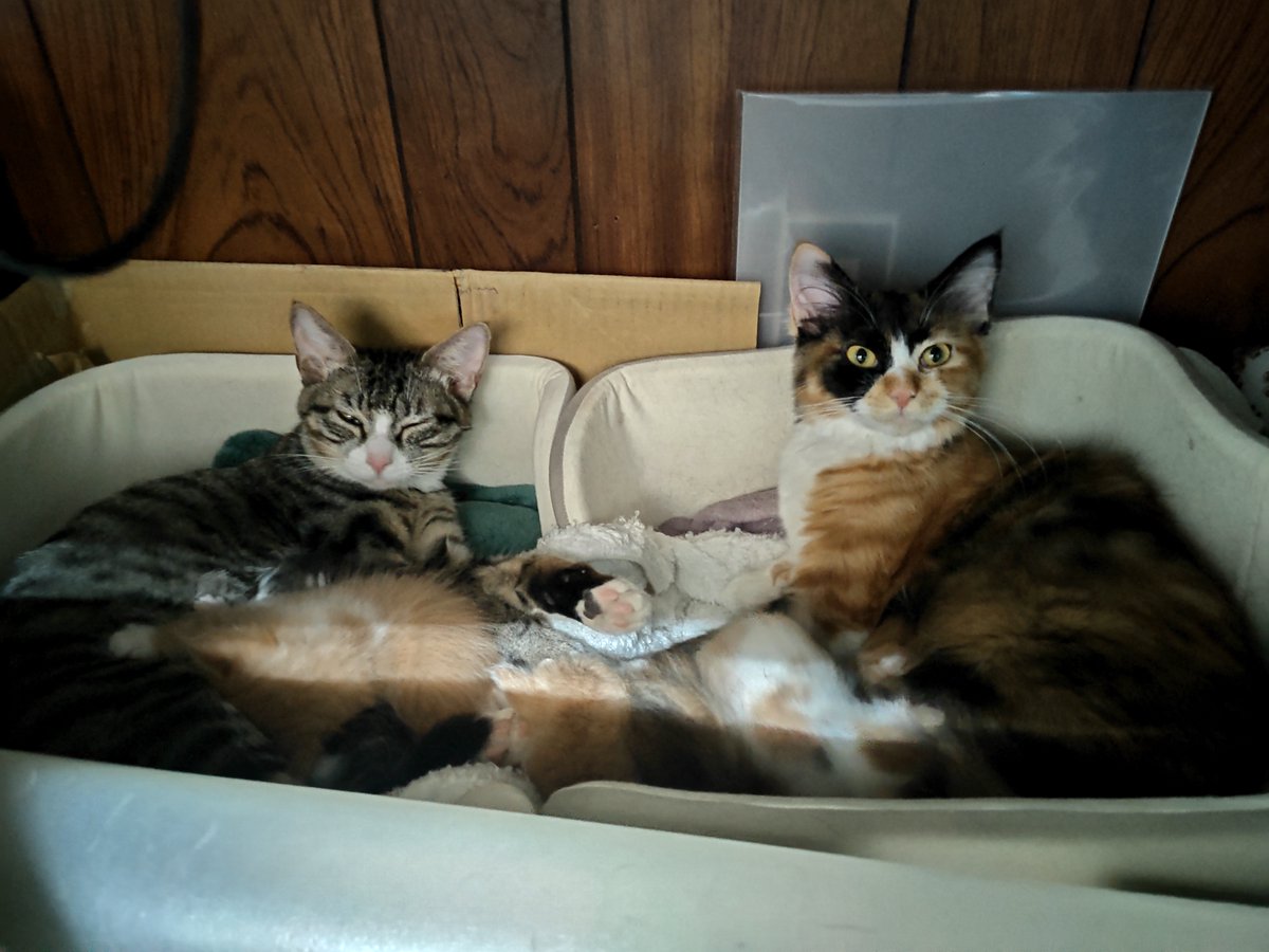 猫吉(にゃんきち) tweet media