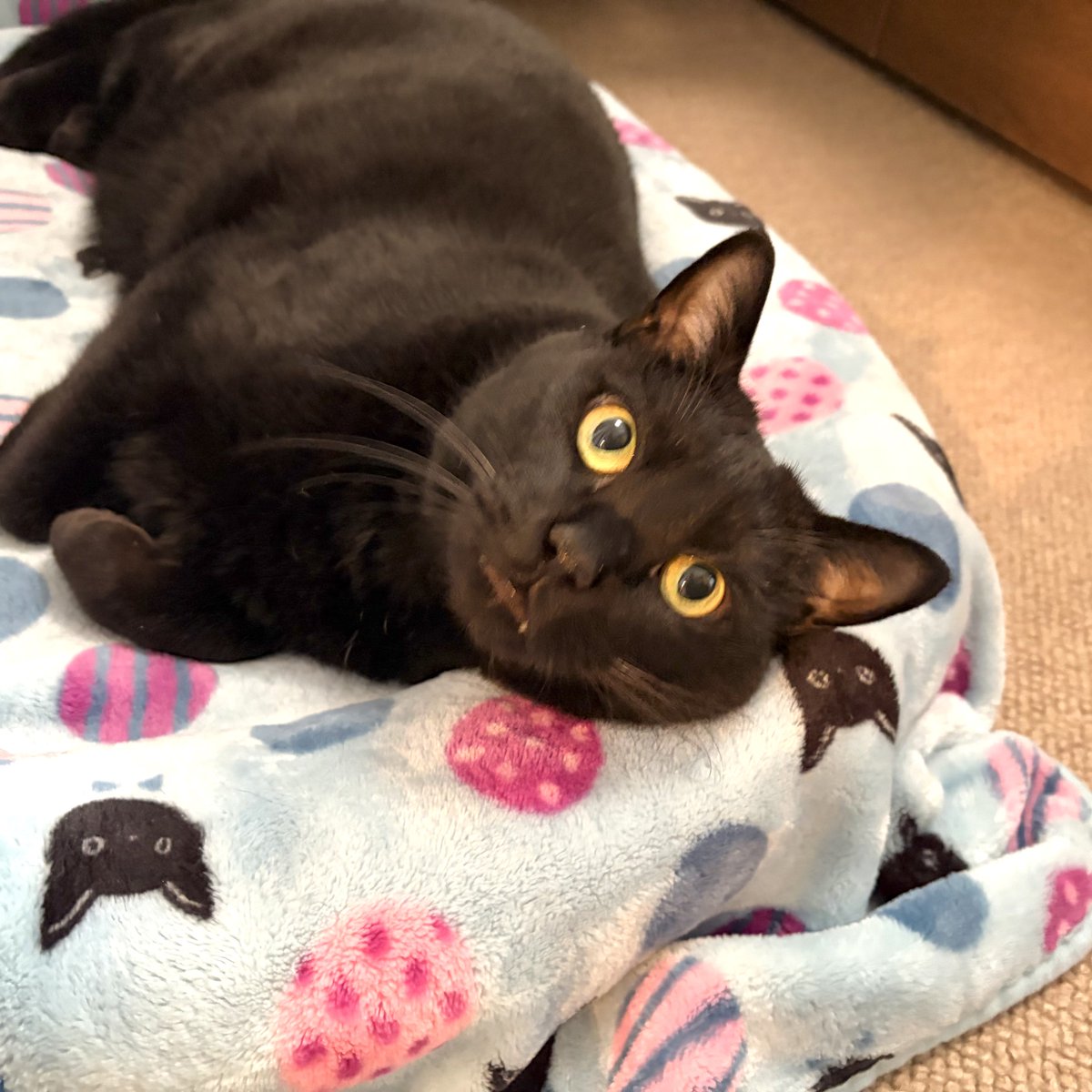 noco20260409

#ノコフォト #黒猫 #blackcat