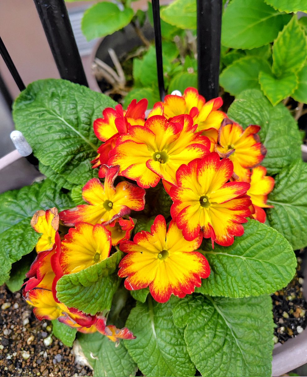 らんらん🌸 tweet media