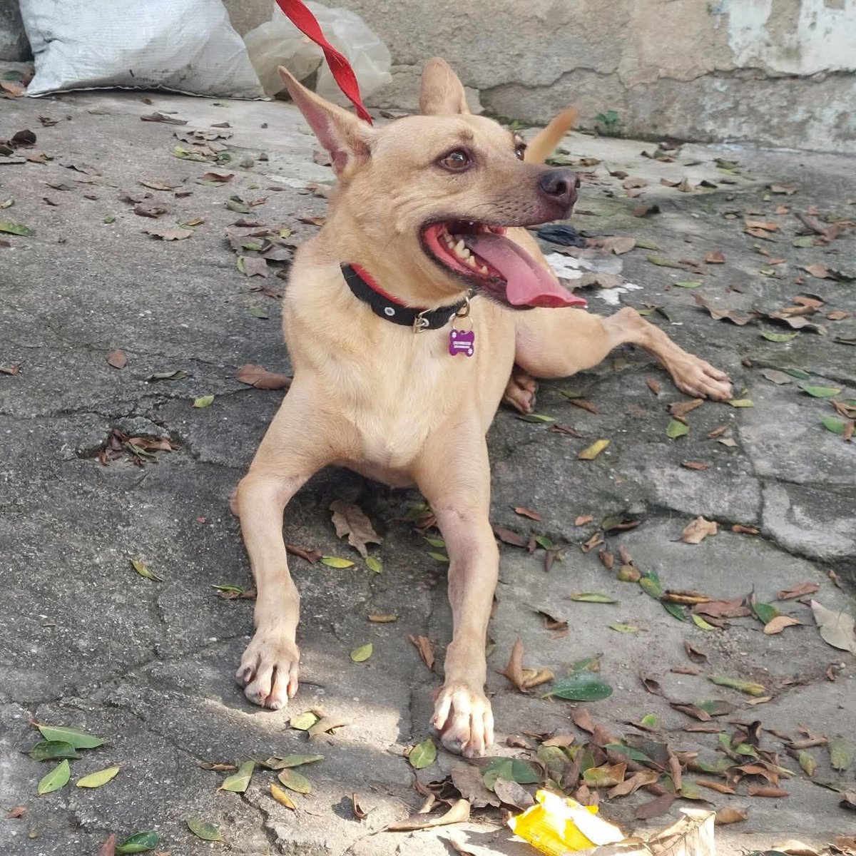 Abrigo João Rosa tweet media