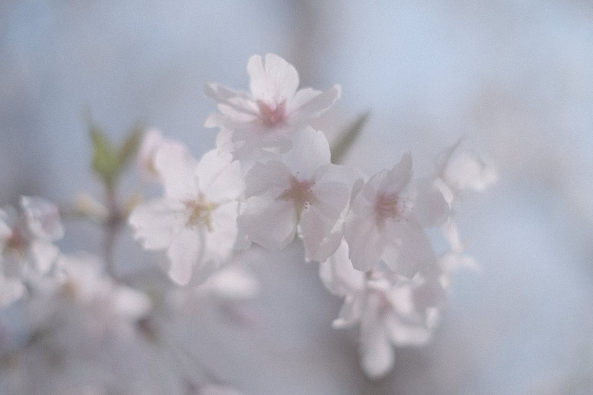 momochaaanmac's tweet photo. 淡く
#風景スナップ #スナップ #snap
#桜 #花 #Flower #舞鶴公園
#X_Pro3 #FUJIFILM
#写真好きな人と繋がりたい https://t.co/4cVAxabg6w