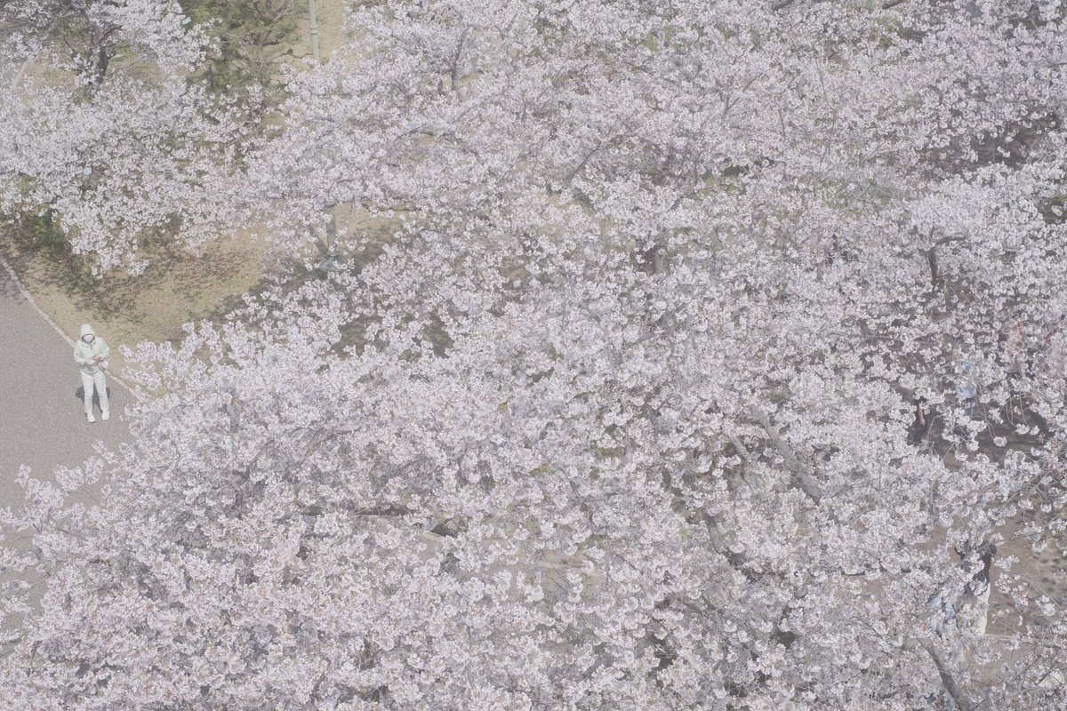 momochaaanmac's tweet photo. 淡く
#風景スナップ #スナップ #snap
#桜 #花 #Flower #舞鶴公園
#X_Pro3 #FUJIFILM
#写真好きな人と繋がりたい https://t.co/4cVAxabg6w