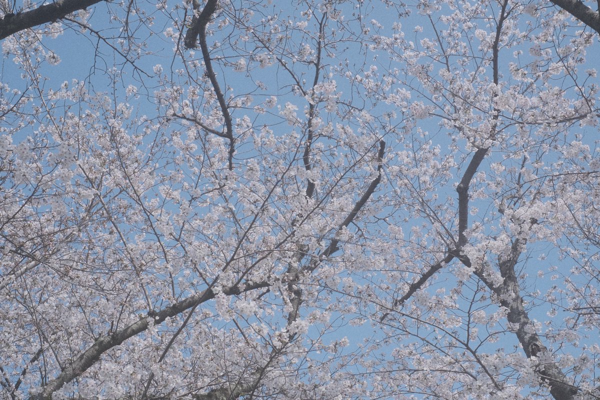 momochaaanmac's tweet photo. 淡く
#風景スナップ #スナップ #snap
#桜 #花 #Flower #舞鶴公園
#X_Pro3 #FUJIFILM
#写真好きな人と繋がりたい https://t.co/4cVAxabg6w