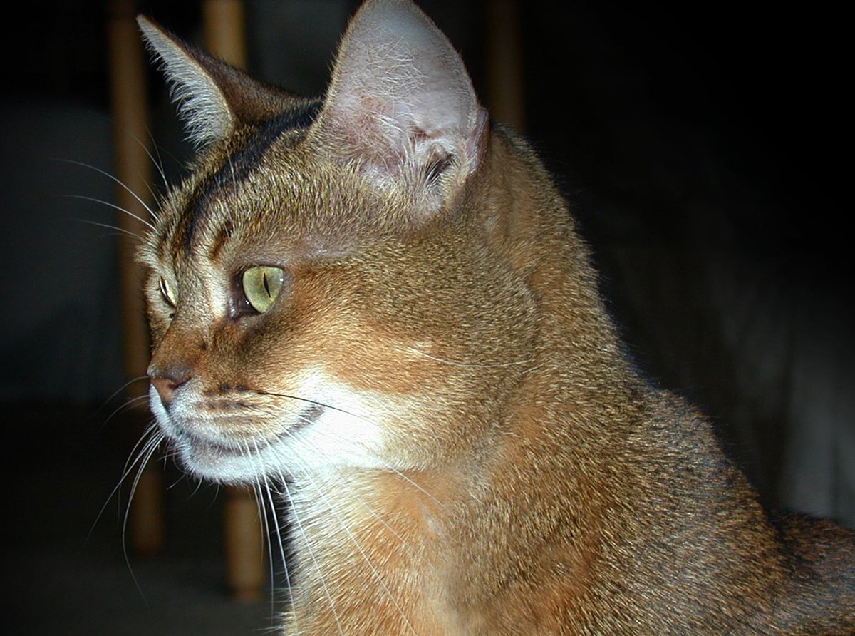 @saniyafatma1278 The cat knows she’s pretty. https://t.co/8h8x3iYPpq