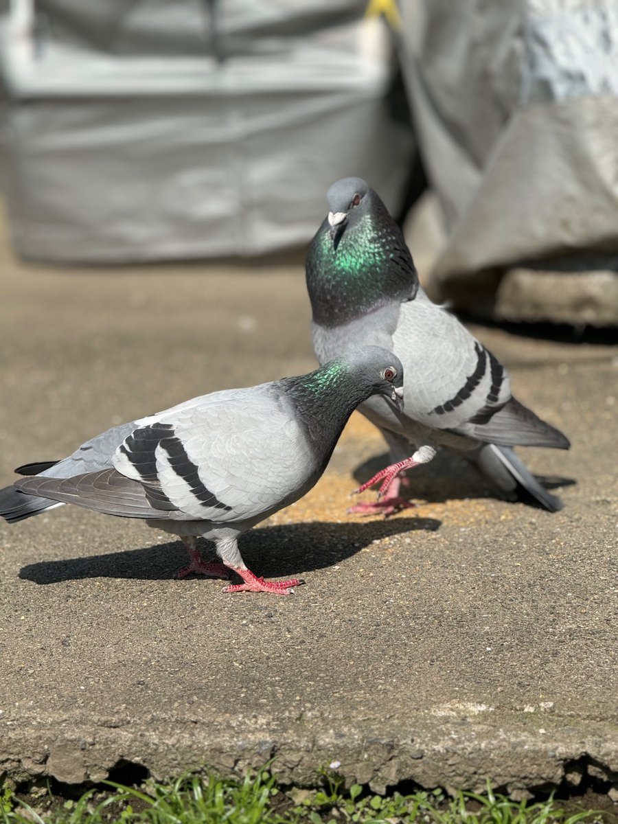 K- です!動物大好きな皆んな仲良くしてね🌈🐶🐹🐰🐵🐦🐤🐔🐠🦜🐿️🦔🦉🪿 tweet media