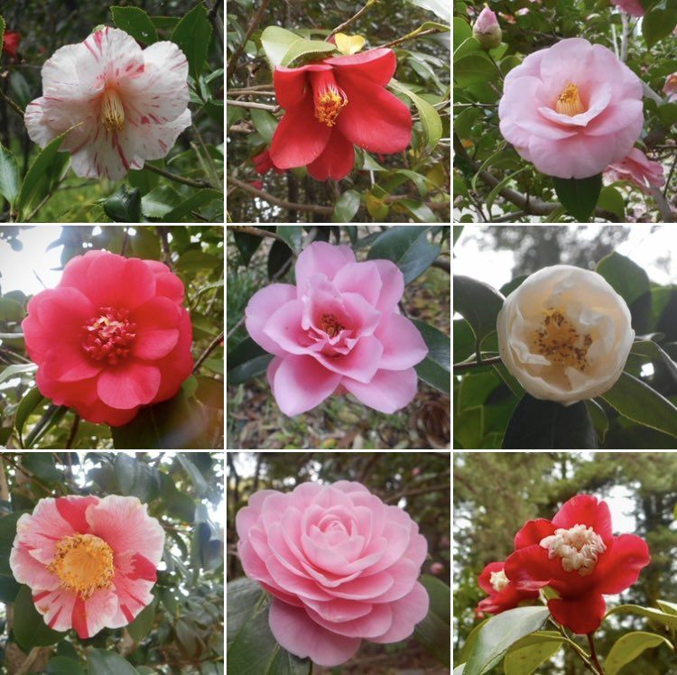 なからぎの森の木の精bot tweet media