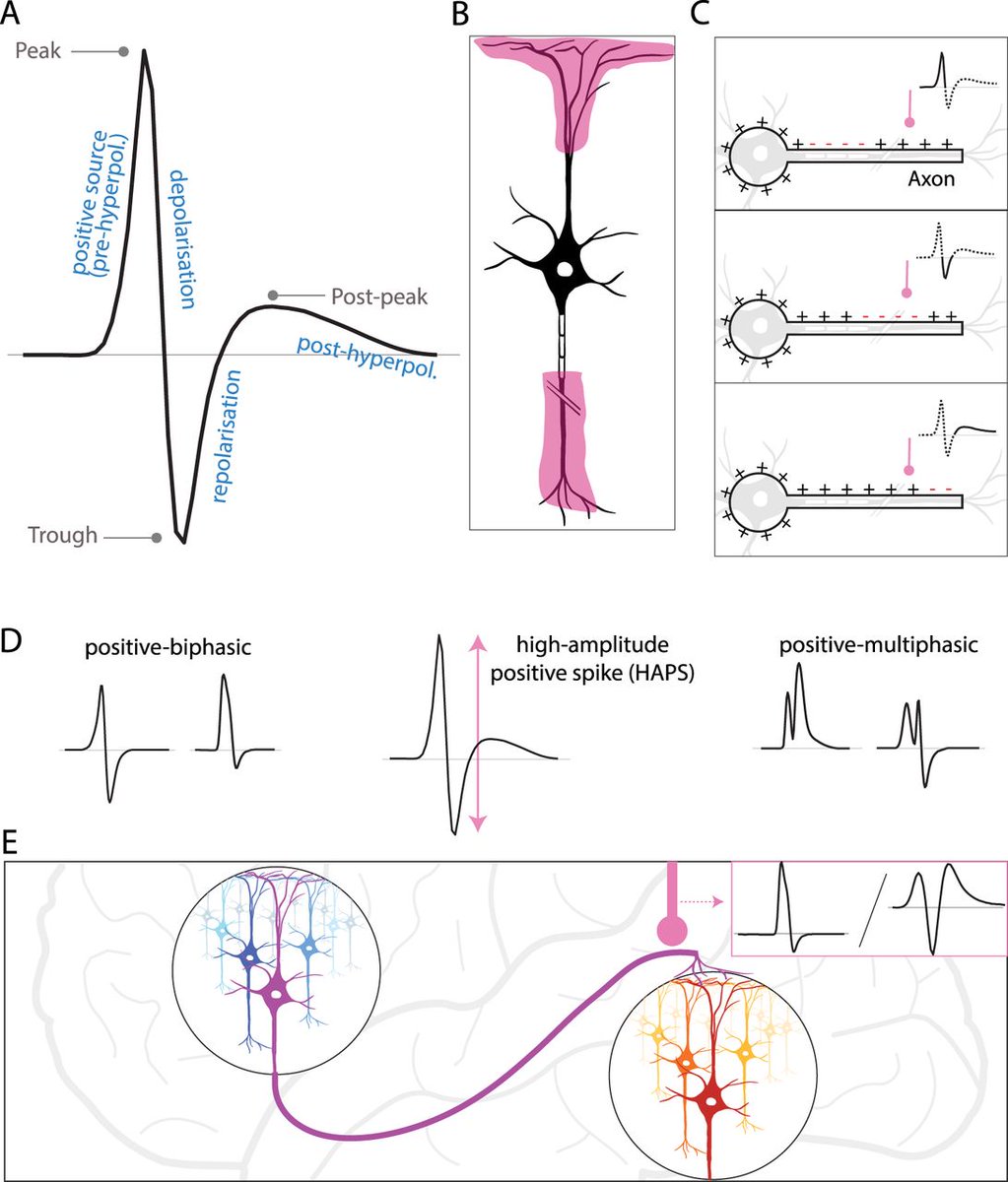 #JNeurosci Review | Extracellular Spike Waveforms: Morphology ...