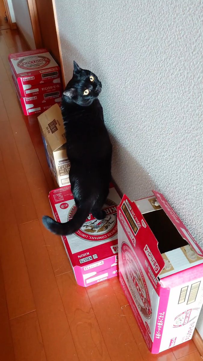 あーちと短足マンチカンふづき＆おちょぼ tweet media