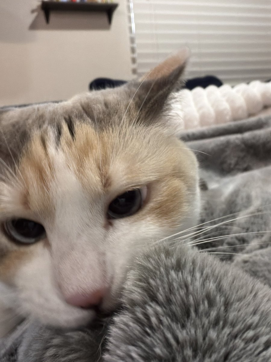 Panko A. Cat’s Mom tweet media