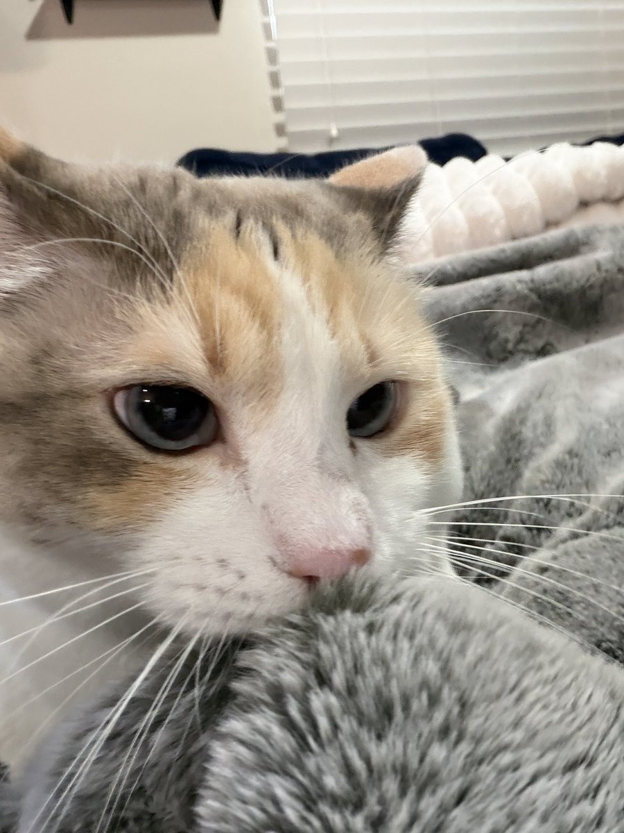 Panko A. Cat’s Mom tweet media