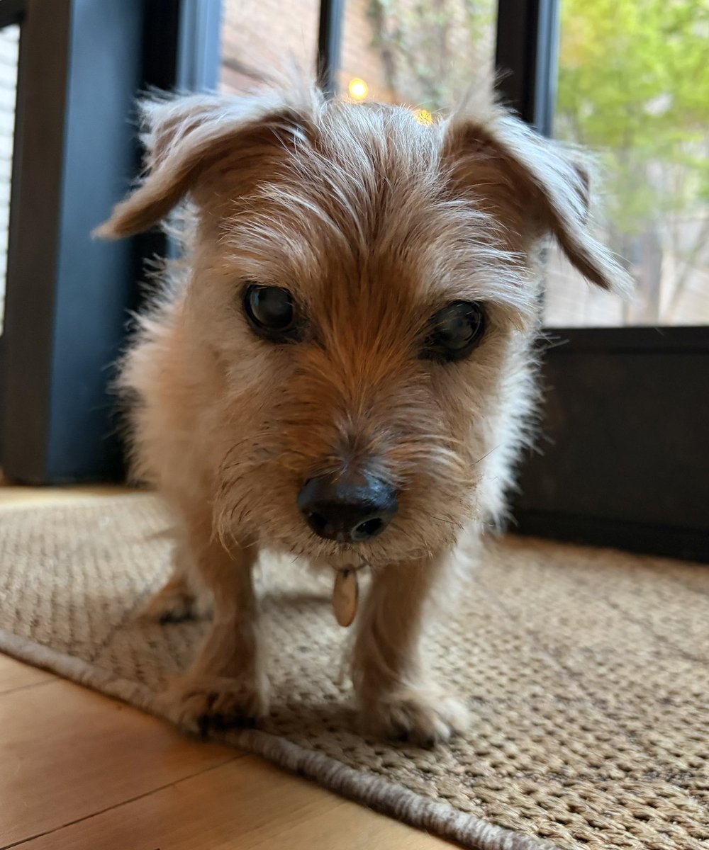 ian bremmer tweet media