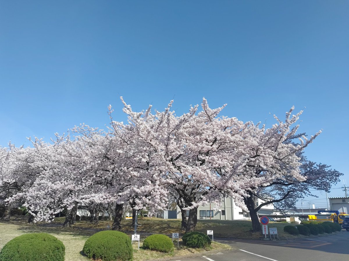 名取市役所の桜
明後日までギリ持ちそう
昨日の入学式に
超満開だったのは
すごくよかった
#名取市
#名取市役所