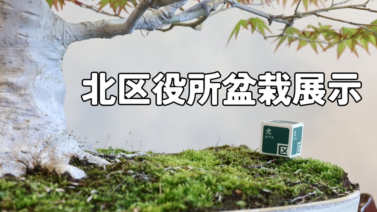 KitaSCPR's tweet photo. （#さいたま市北区役所 総務課からのお知らせ）
今年度も #市民の森・見沼グリーンセンター で管理している #盆栽 を北区役所プラザノース側入口に展示します。区役所にお越しの際は、北区の貴重な財産である盆栽をぜひご覧ください😃 https://t.co/xLOT2YGX5F