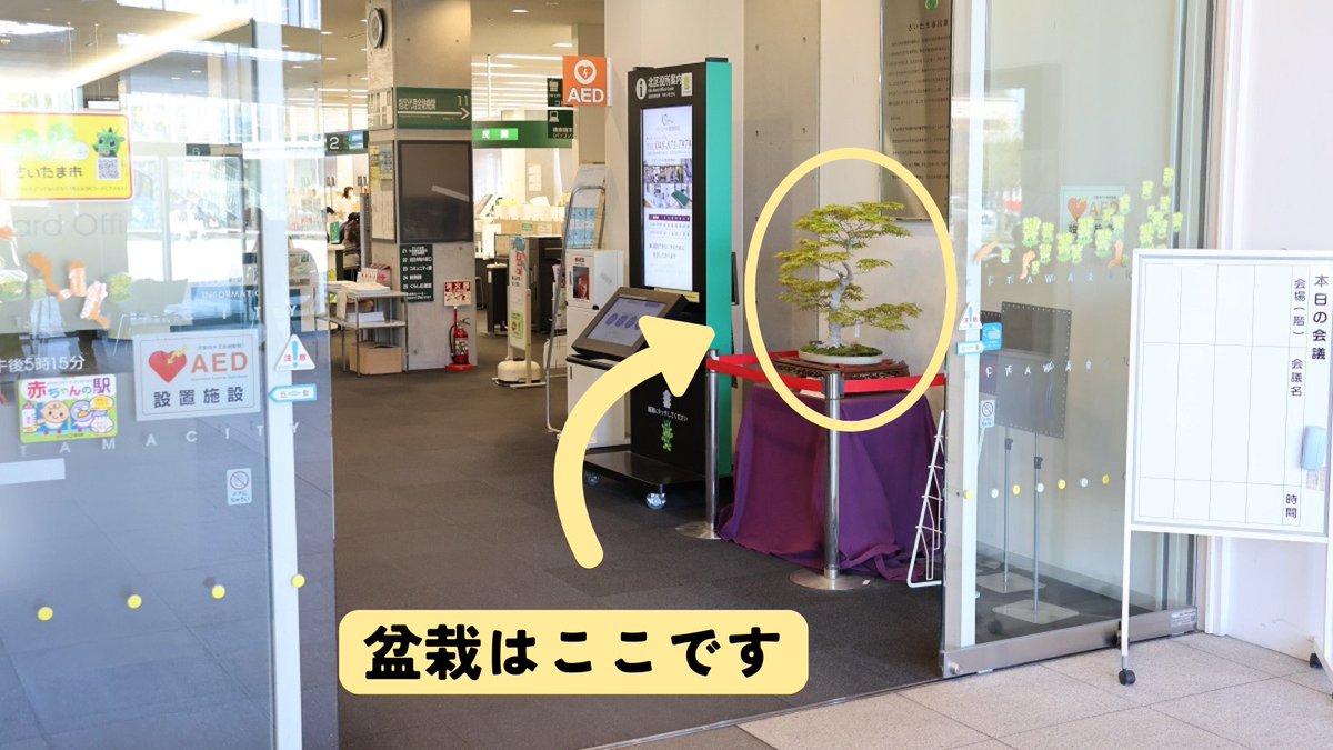 KitaSCPR's tweet photo. （#さいたま市北区役所 総務課からのお知らせ）
今年度も #市民の森・見沼グリーンセンター で管理している #盆栽 を北区役所プラザノース側入口に展示します。区役所にお越しの際は、北区の貴重な財産である盆栽をぜひご覧ください😃 https://t.co/xLOT2YGX5F