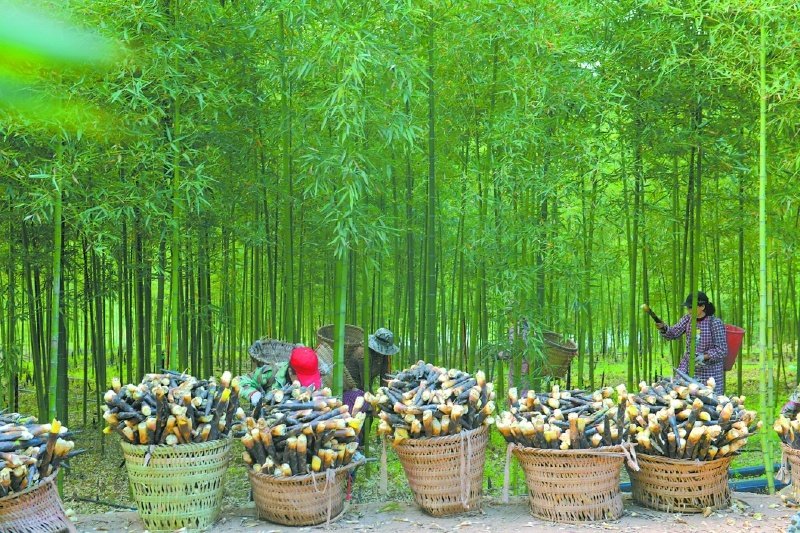 navyleehjl's tweet image. Spring’s crunchiest delight: bamboo shoots! A must-have for our dinner tables, and the ultimate snack for giant pandas. Nature’s perfect shared treat 🌱
 
春日最鲜脆的快乐：竹笋！是我们餐桌上的时令硬菜，也是大熊猫的专属零食。大自然的双向奔赴美味~
 
#BambooShootSeason #SpringVibes