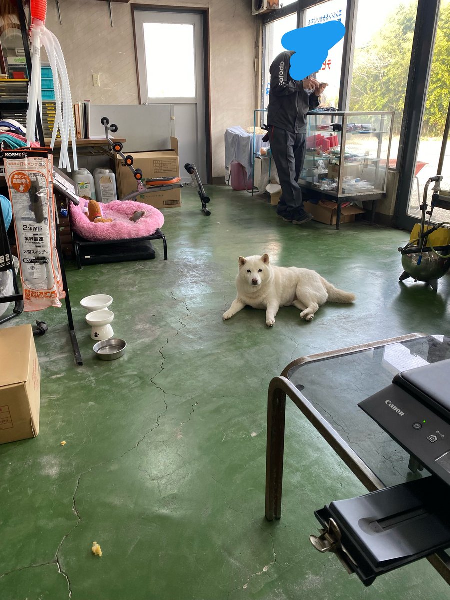 白柴まつ tweet media