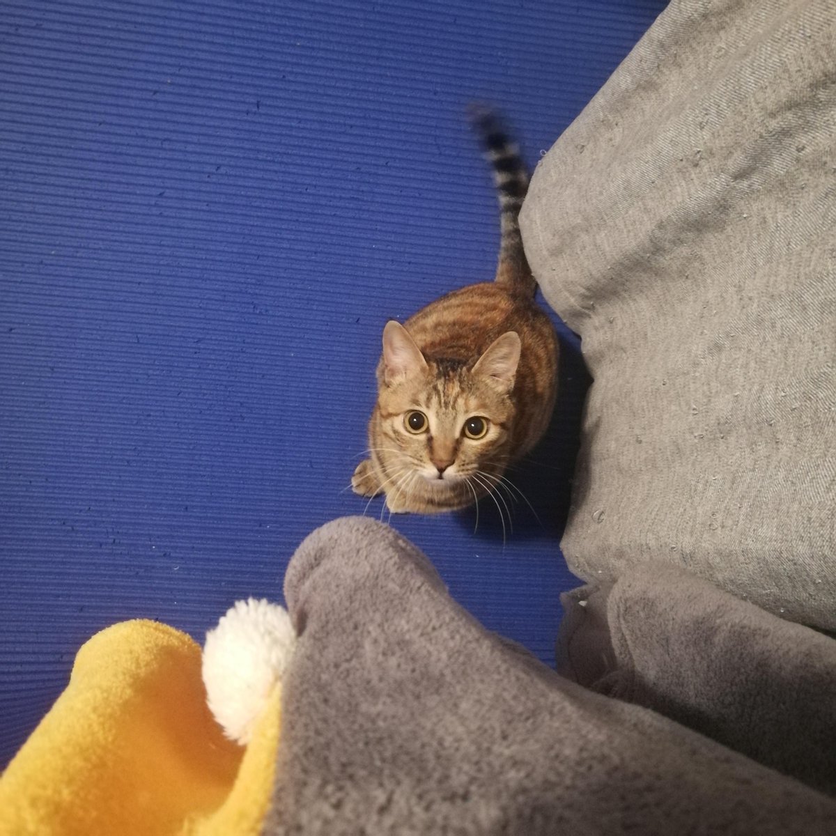 Lisa Brewer tweet media