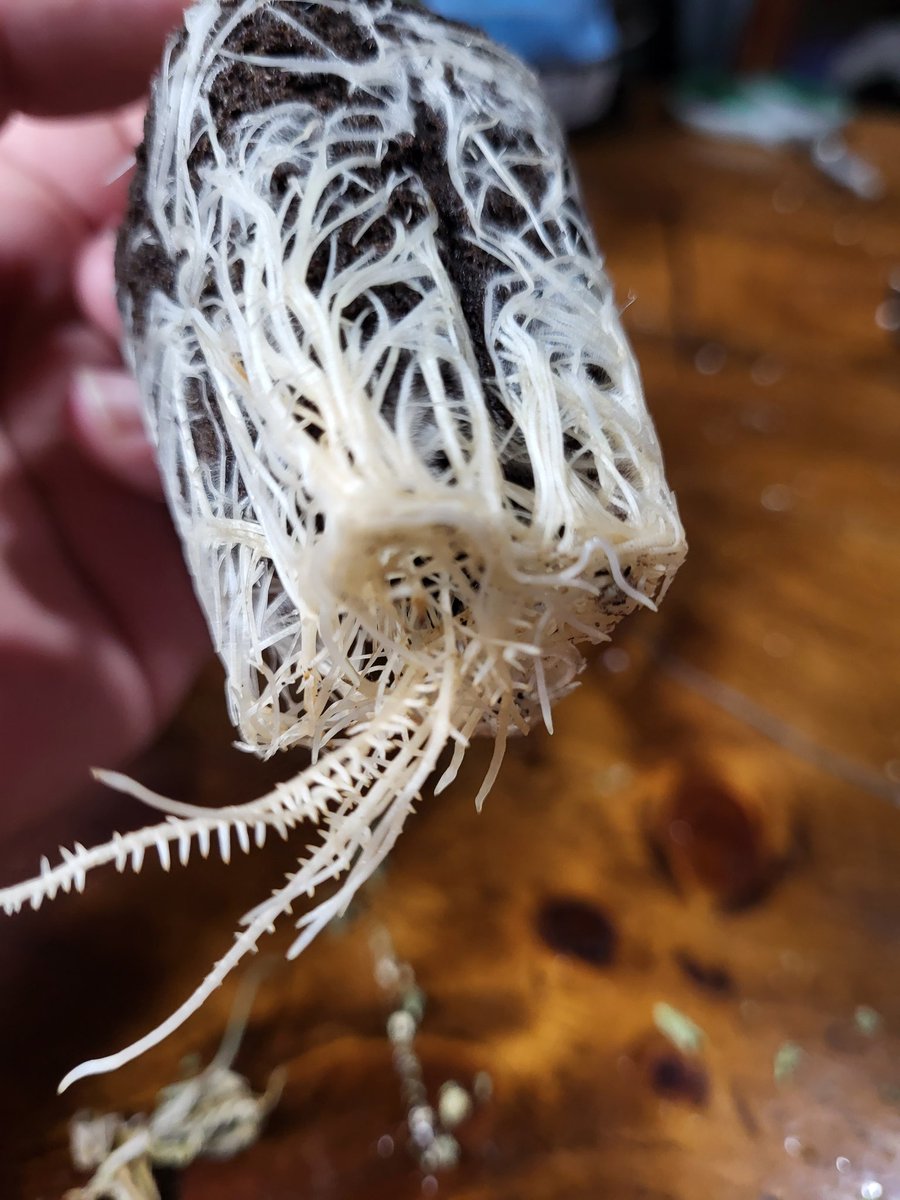 Maine Coon Cats tweet media