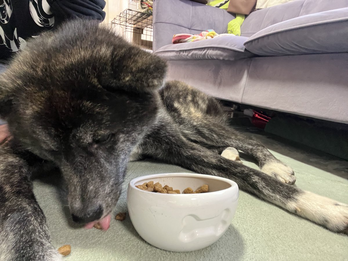 Yuuki@秋田犬しの tweet media