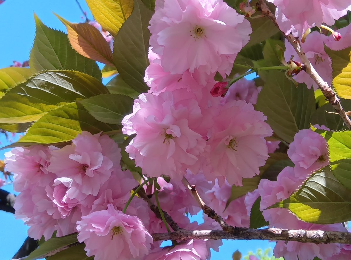 清澄庭園 tweet media