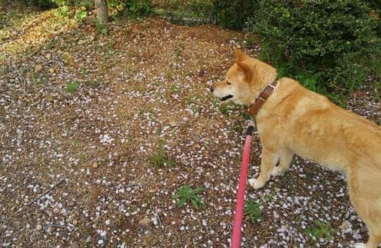 しっぽ tweet media