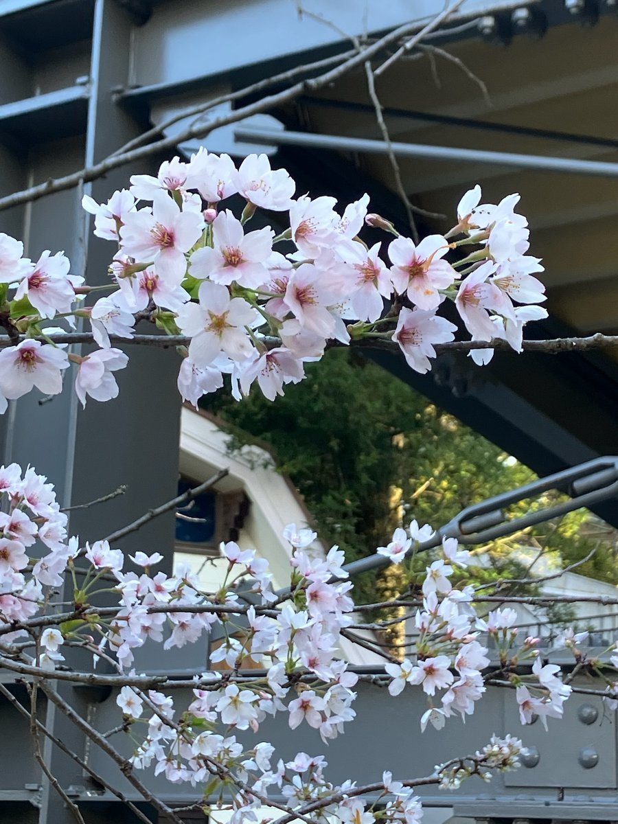 Takao_Tozan's tweet image. おはようございます。
午前９時現在、高尾山麓、ケーブルカー清滝駅、高尾山 駅の天気は「晴」、気温は「11度」です。
ケーブルカー、リフトともに通常通り運行しています。 #高尾山 #ケーブルカー #リフト