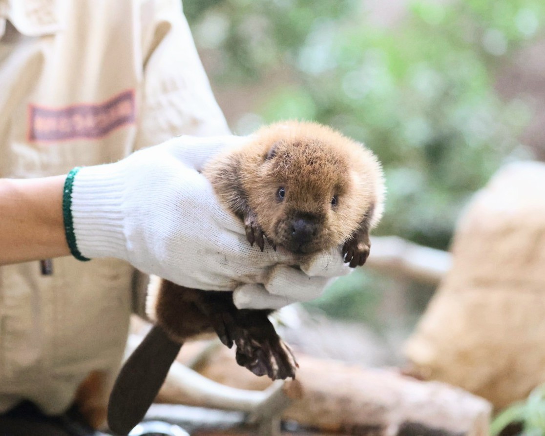 やまこじ tweet media