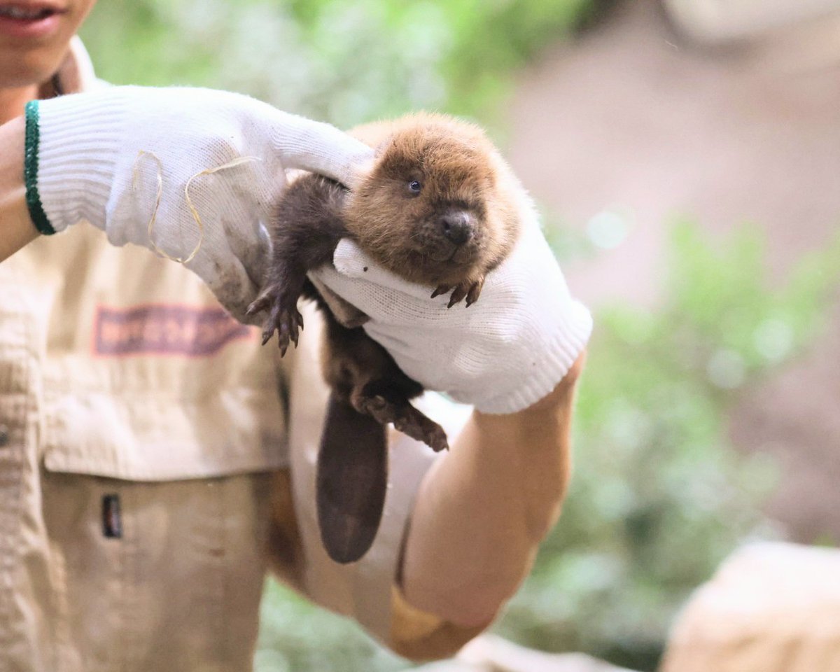 やまこじ tweet media