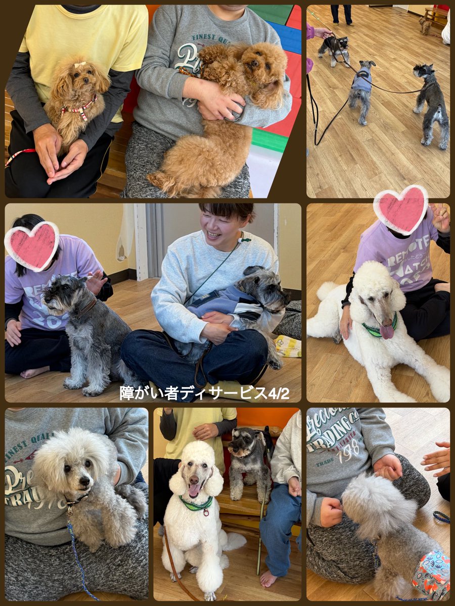 npo_ambitious's tweet photo. 新年度１回目訪問
毎月活動、2交代制ふれあい抱っこお散歩、おもちゃ、1人ひとりの楽しみ方で過ごしています。おやつを持ってると犬達が集まって来るので名前を呼んで順番に、こんな事がしたいとか伝えてもくれます。なので利用者さん職員さん、私達一緒に楽しみながらの活動
#アンビシャス https://t.co/jmQPki6oTq
