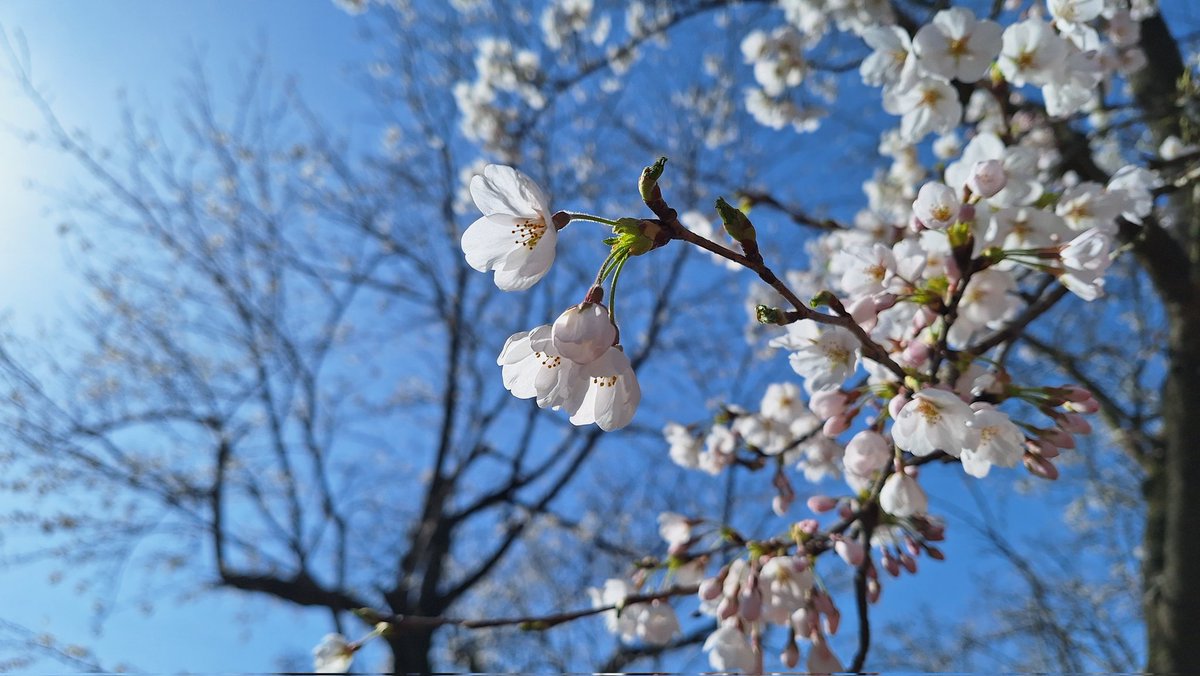 クマー tweet media