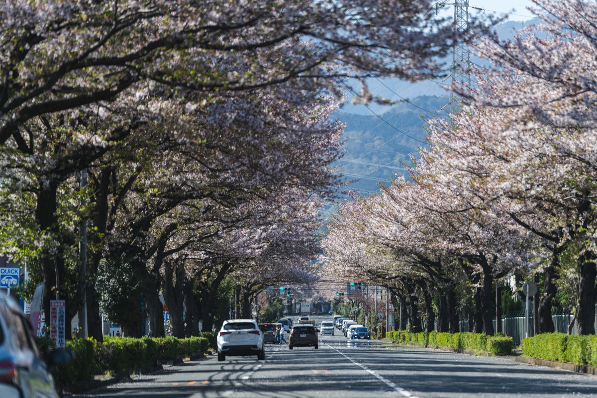 秦野市 tweet media