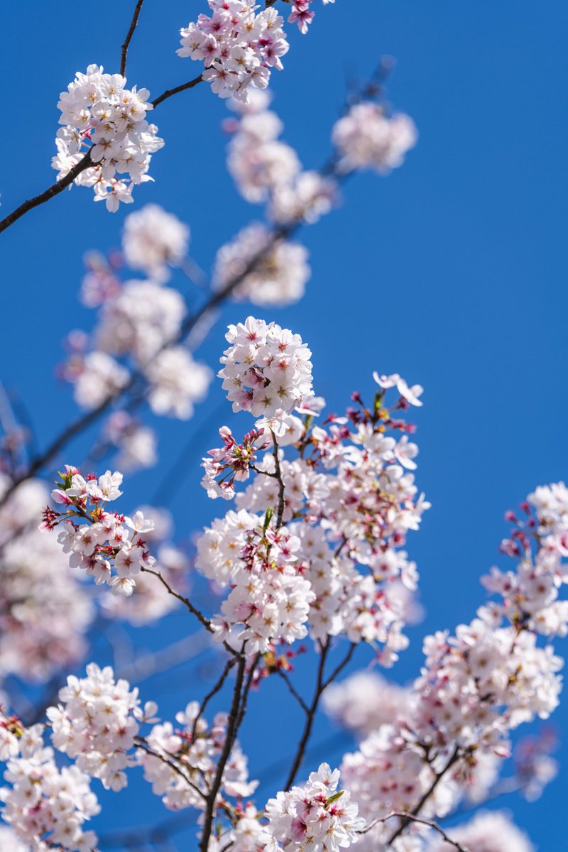 秦野市 tweet media