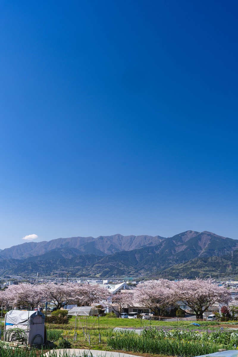 秦野市 tweet media