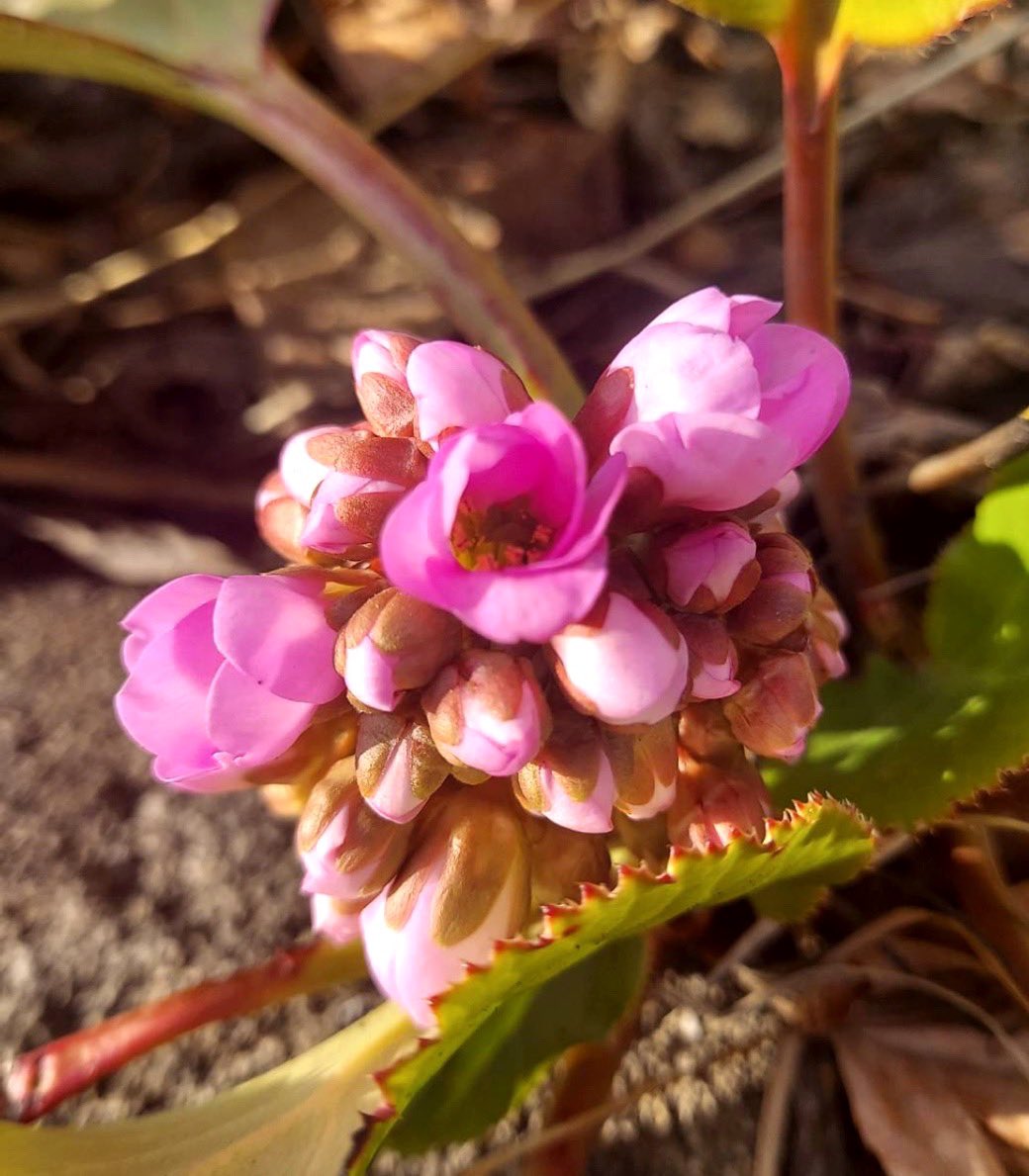 4月9日（木曜日）　☀️のち☁️     14℃

ポカポカ陽気☀️✨
春の空だわ💙🤍💙

昨日雪にあたった『ユキノシタ』
健気に咲き出した🩷🩷🩷
季節の変わり目…例年のことながら鼻水ジュルジュル🤧
夕べ薬を飲んだせいか今朝は一応止まってるけど…
薬を飲むと眼も乾いた感じになるのがヤダ〜👀😫