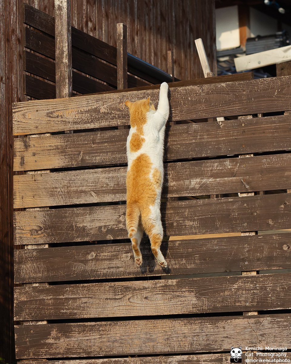 猫写真家 森永健一|Comedy Pet Photo Awards 2022 日本人初の一位 tweet media